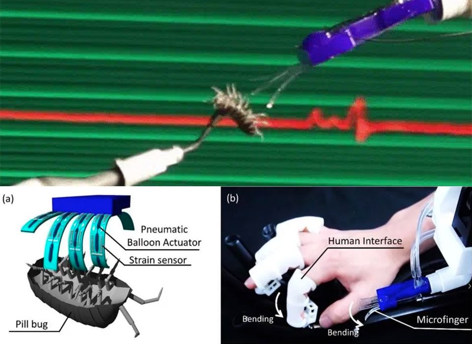 🦋 이시카와현 만남의 곤충관(이시카와켄 후레아이 콘추칸) 이미지 8